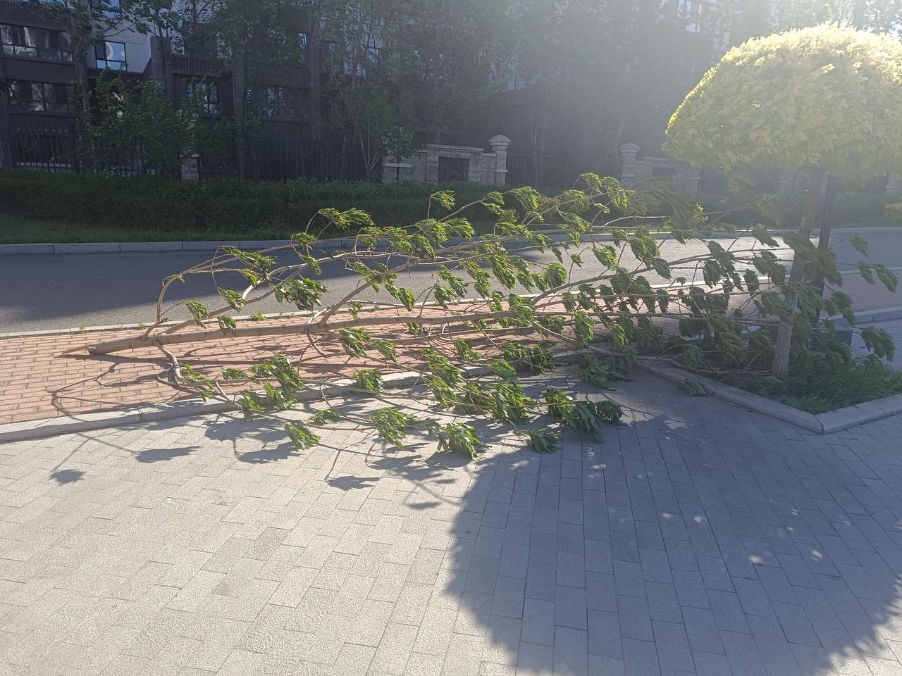 昨日傍晚哈尔滨遭遇十级以上罕见大风，狂风席卷时天色昏沉、尘土漫天。今天日清晨走在