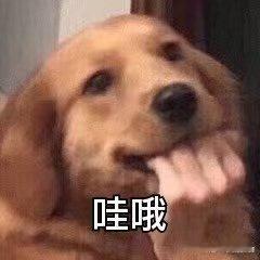 宠物相伴，相亲氛围不再尴尬。轻松分享爱宠趣事，快乐解压，让彼此交流更自然。 ​​