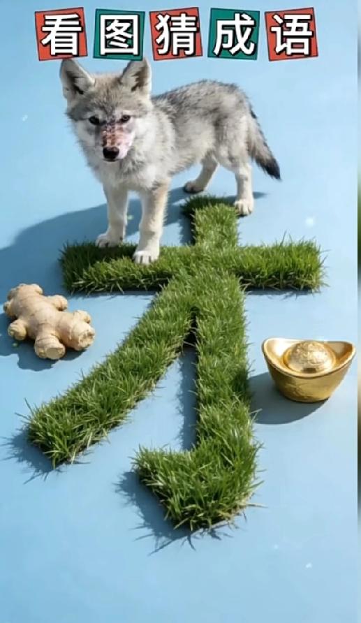 狼、姜、金元宝和“才”字，到底藏着什么成语？
