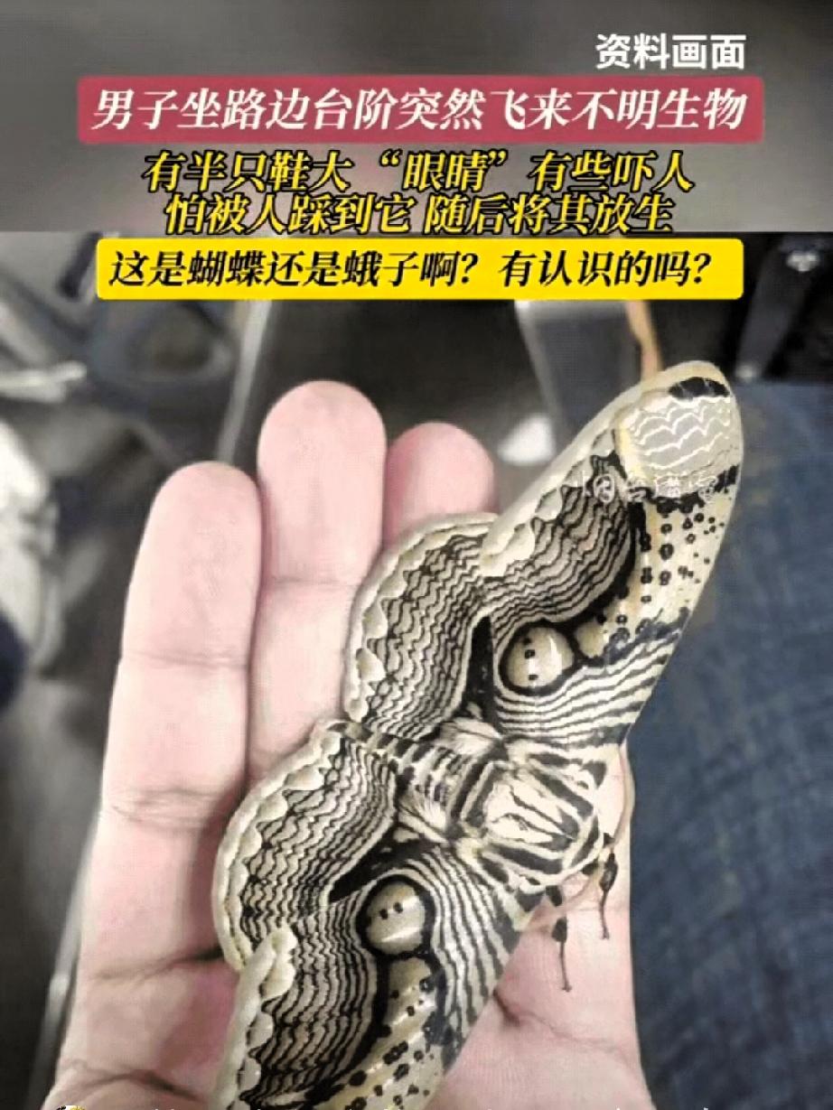 福建男子路边偶遇“巨型飞蛾”，翅膀带“眼睛”吓一跳！

近日，福建一名男子在路边