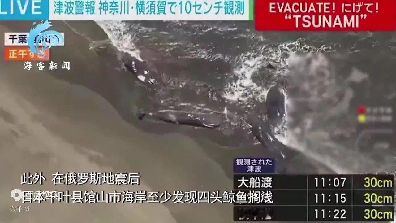 日本海啸海啸抵达日本海岸。巨浪直接涌进了岸边河道，多地建筑物屋顶挤满了紧急避难的