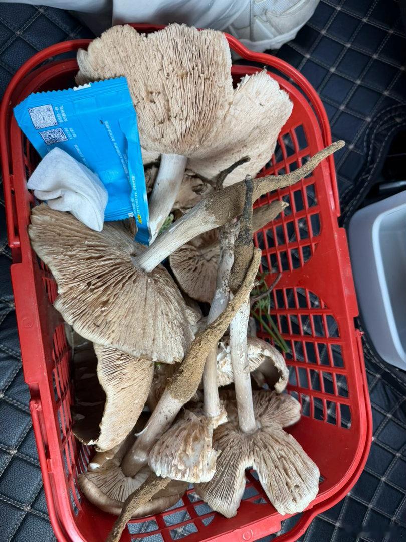 鸡枞区博主限时返场 