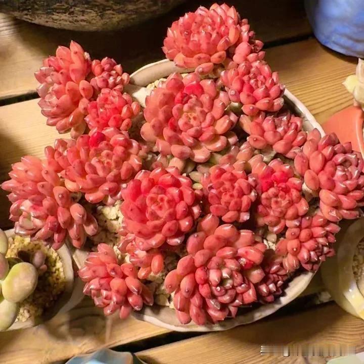 祝又老一岁的自己生日快乐
新的一年红红火火