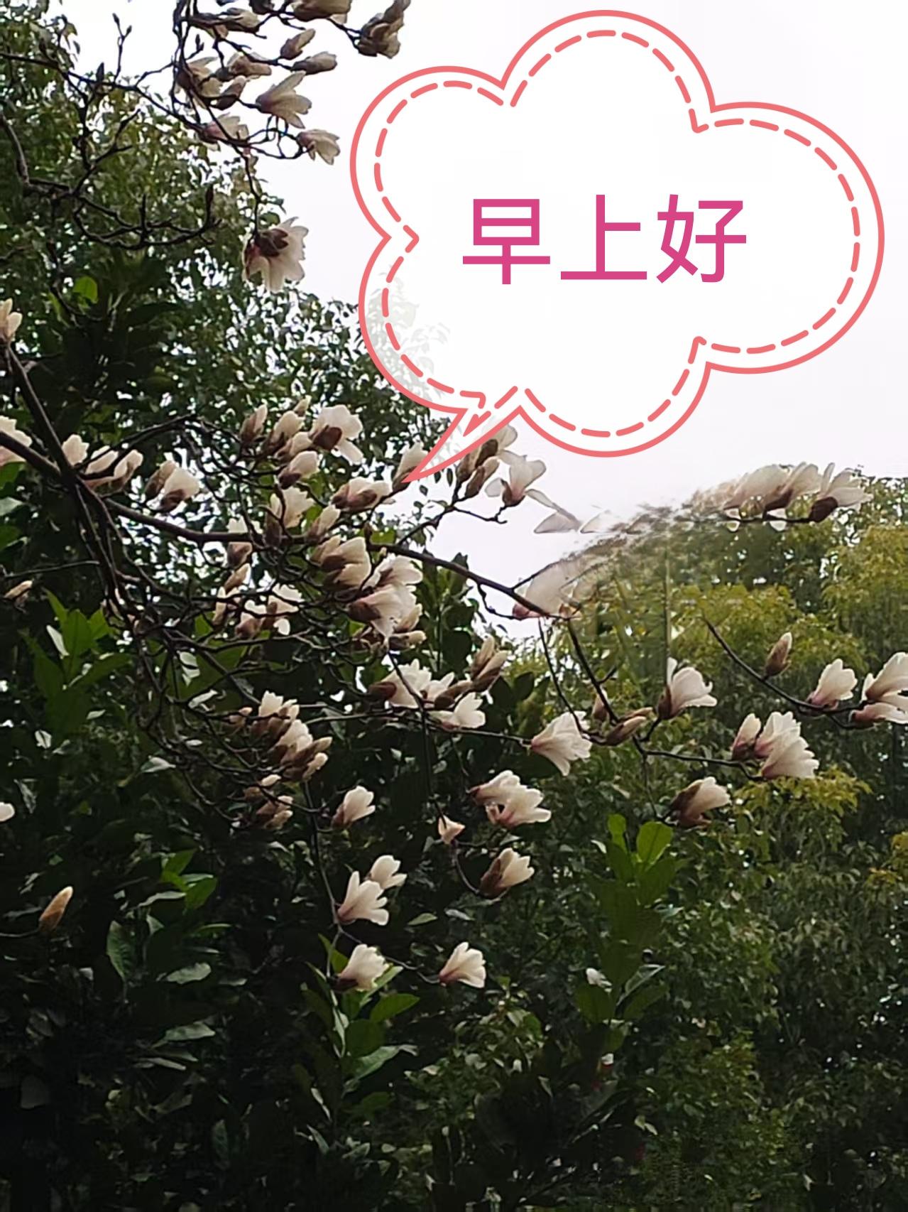 素白凝香，亭亭玉立，一树清雅，不染尘俗。