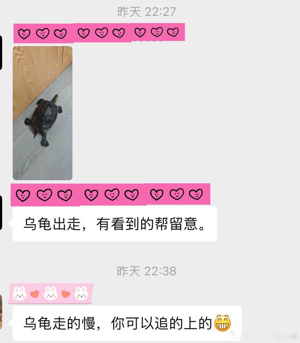 乌龟离家出走理论上算比较好找的吗行动范围确实不会太大