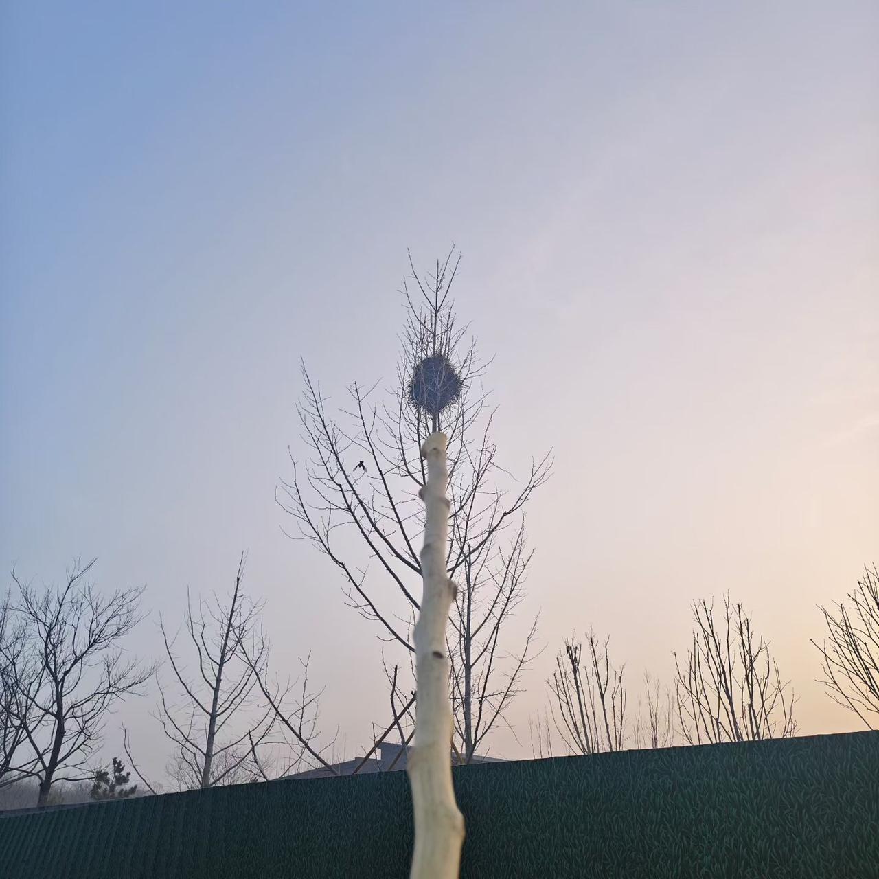 抓拍的鸟儿[送自己一朵花][送自己一朵花][送自己一朵花]