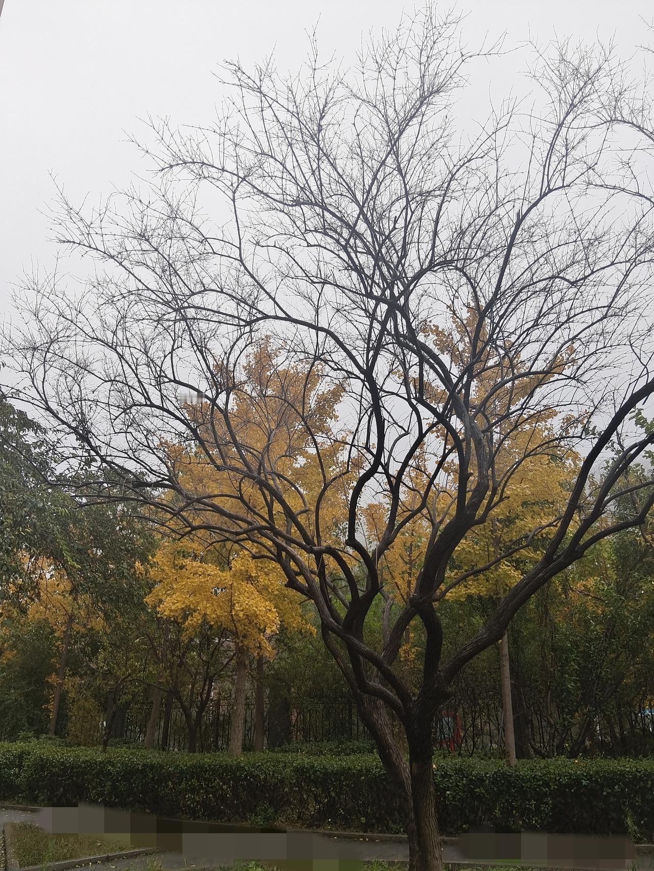 烟雨濛濛罩济南