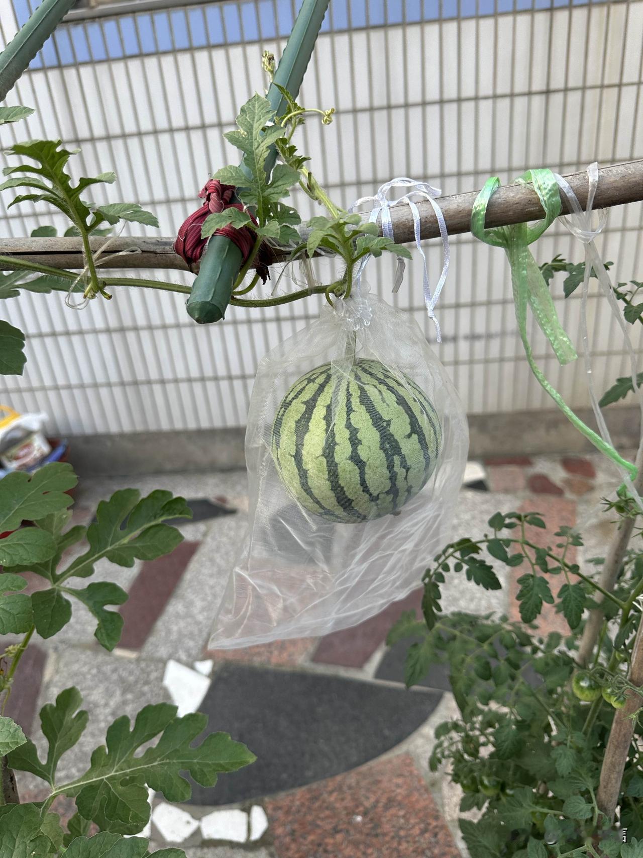 自己种的西瓜挂在藤上，看着它一点点饱满，这种成就感太治愈了