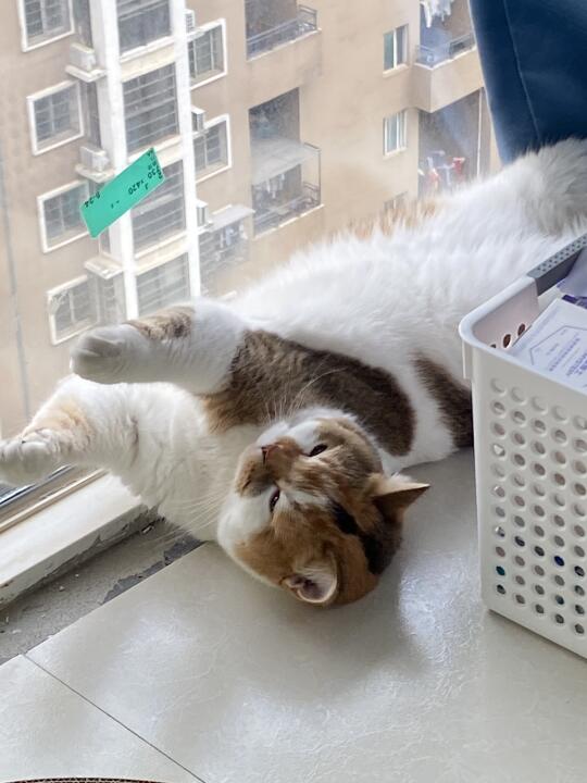 猪猪广播体操第一节伸展运动