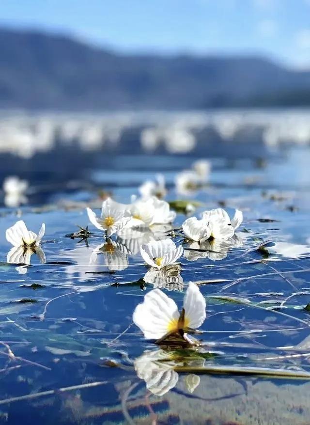 也叫水性杨花📍龙爪菜，对生境要求较为苛刻，海菜花对水质要求极高，喜欢在清澈、透