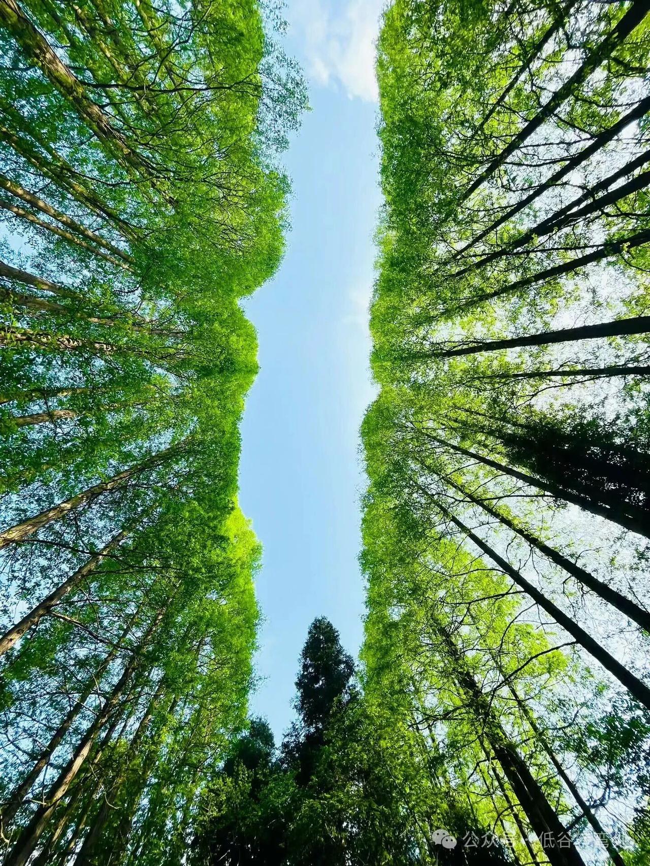 水杉树之美
提起水杉树我并不陌生，在江苏如皋我们部队营区和周围到处都是，因为它长