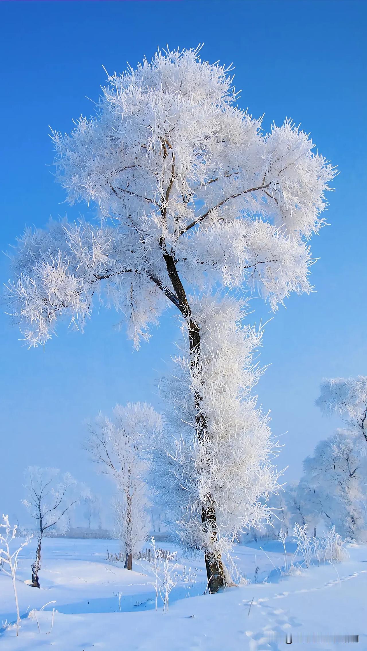 别再满世界找雪境童话，吉林雾凇岛才是“顶流”！

当你还在对着挪威、芬兰的雪景心