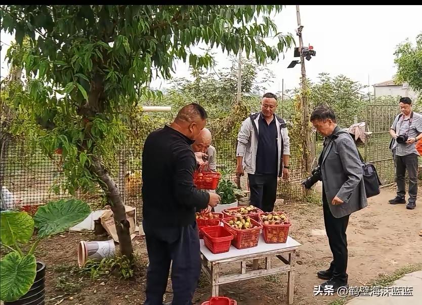 淇县西岗镇宋庄村的无花果基地的果实熟了。
可以上门采摘。
既品尝了甜美的果实，又