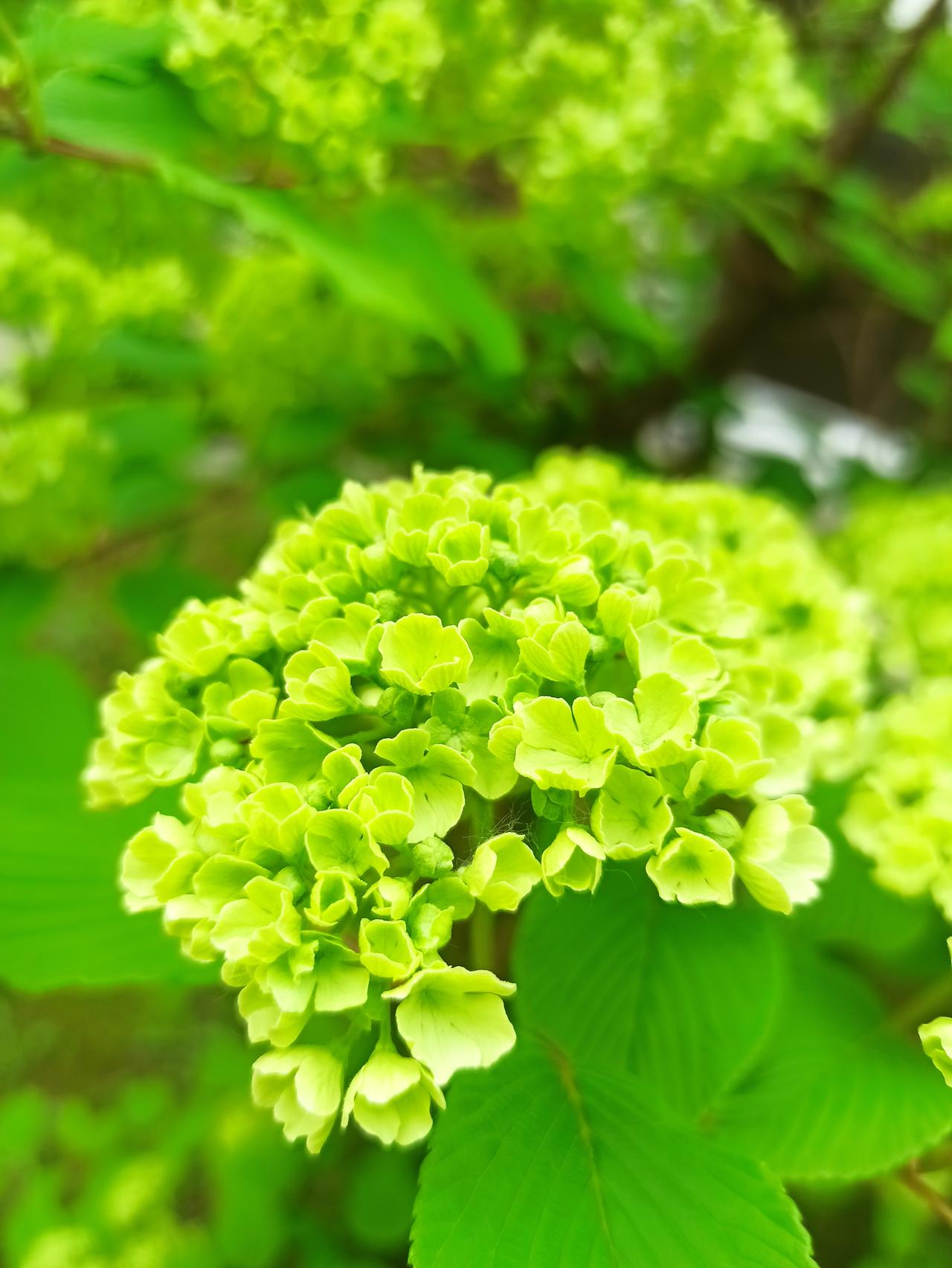 《点绛唇·咏绿绣球花》
 
翠玉团云，嫩寒凝作玲珑雪。
碧绡轻叠，香沁东风屑。