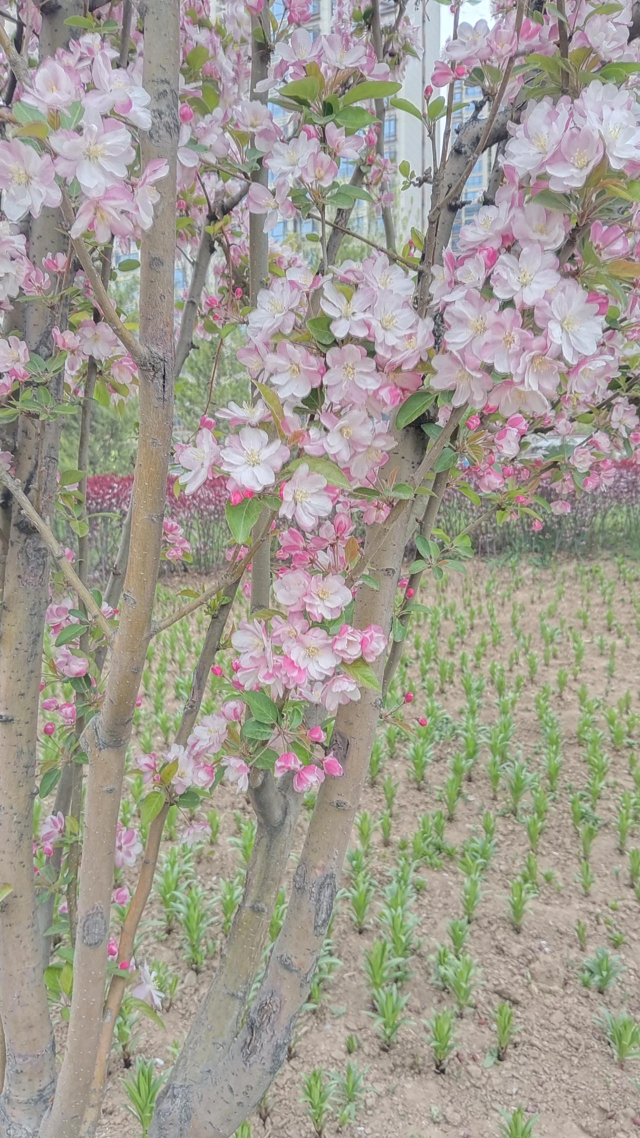 樱花盛开，春意盎然，一片生机勃勃的景象。🌸🌸🌸