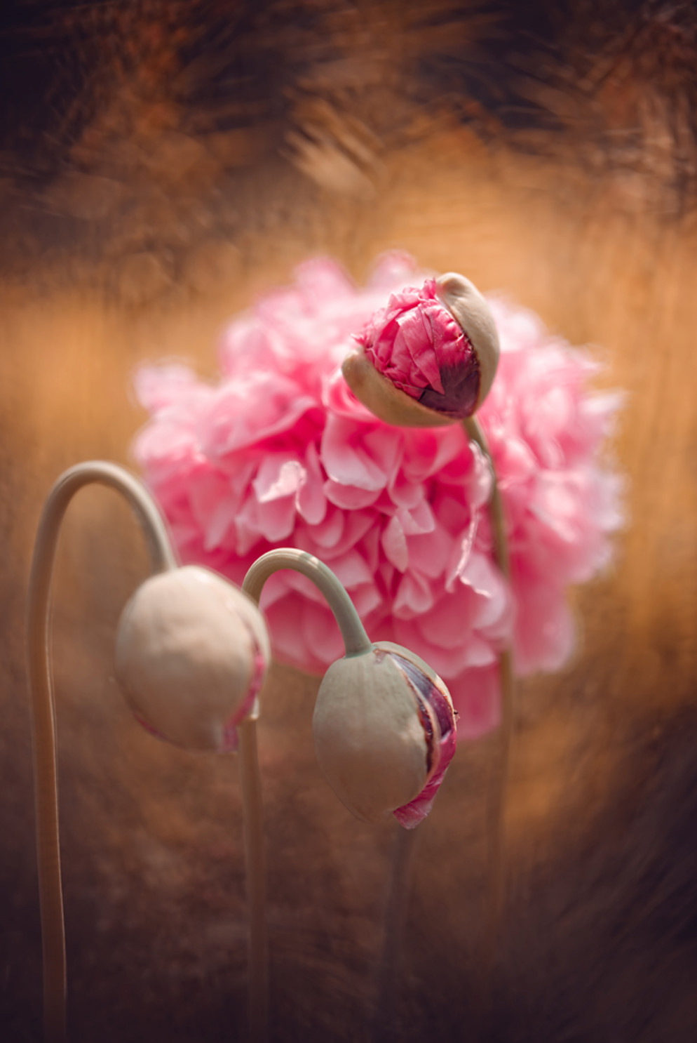 微观视角看世界｜Magda Wasiczek 