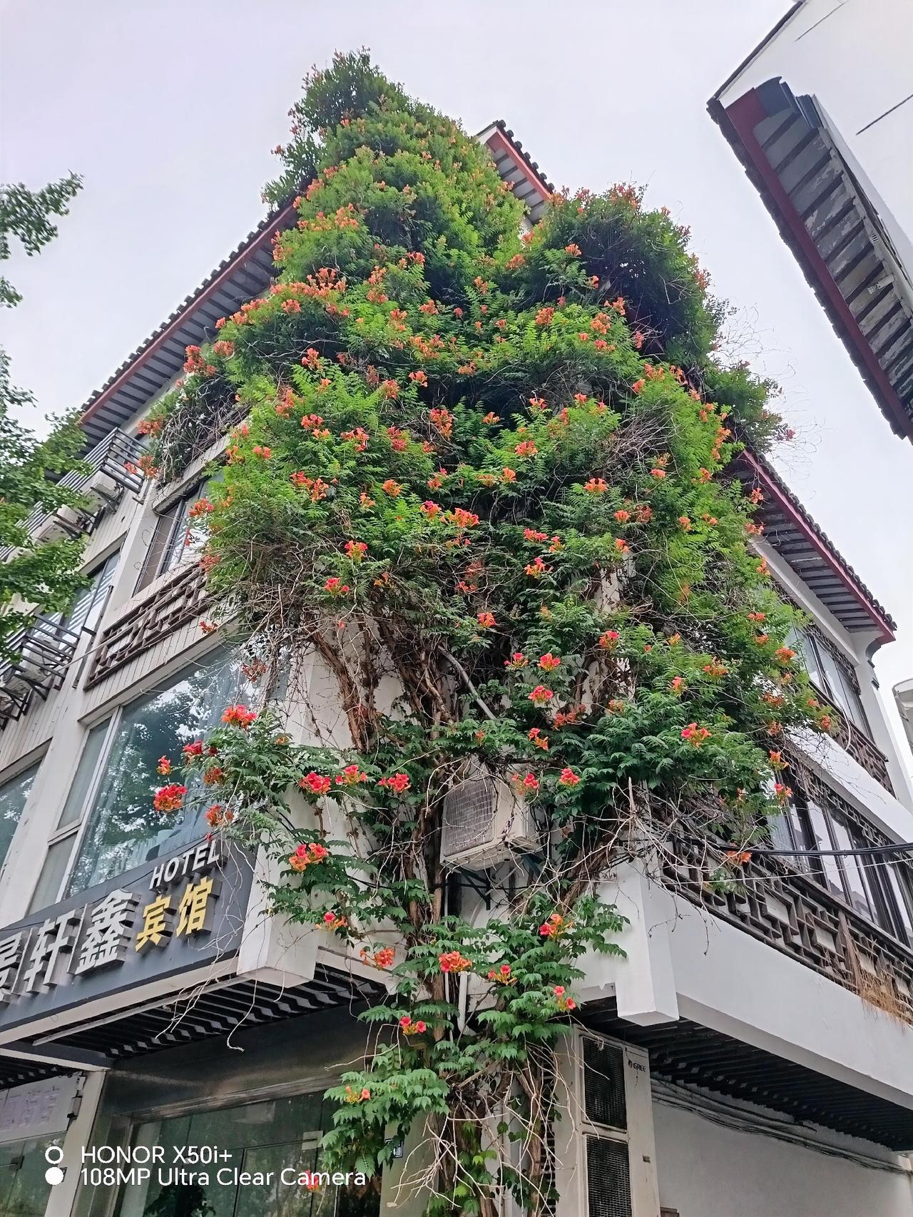 最近在苏州凤凰街随拍了一张凌霄花的照片，那景象太震撼了！在景轩鑫宾馆南侧外墙上，