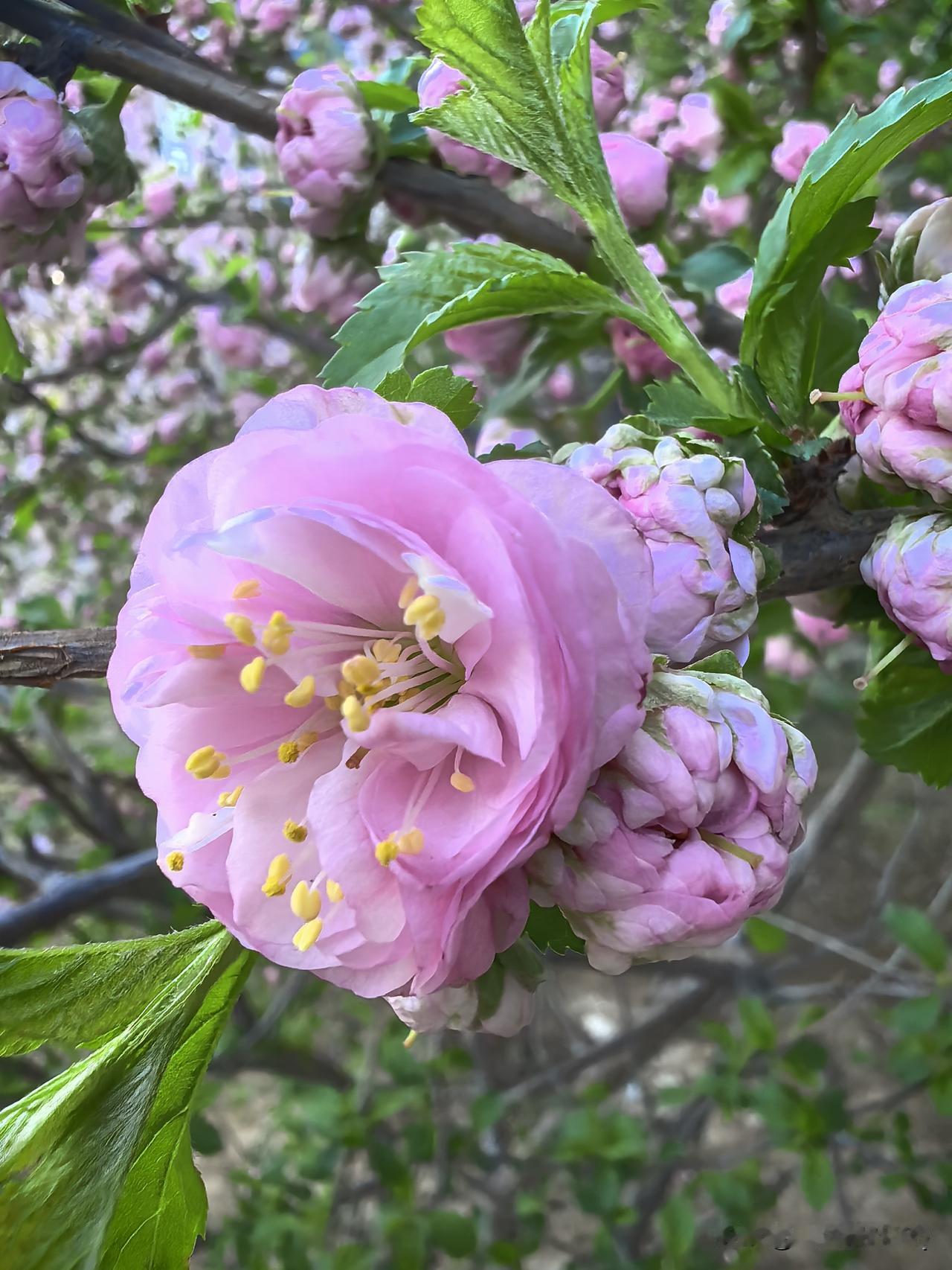 清润的水珠沾在花瓣上，更添几分娇柔。一树繁花盛放，把整个春天的温柔与浪漫，都揉进