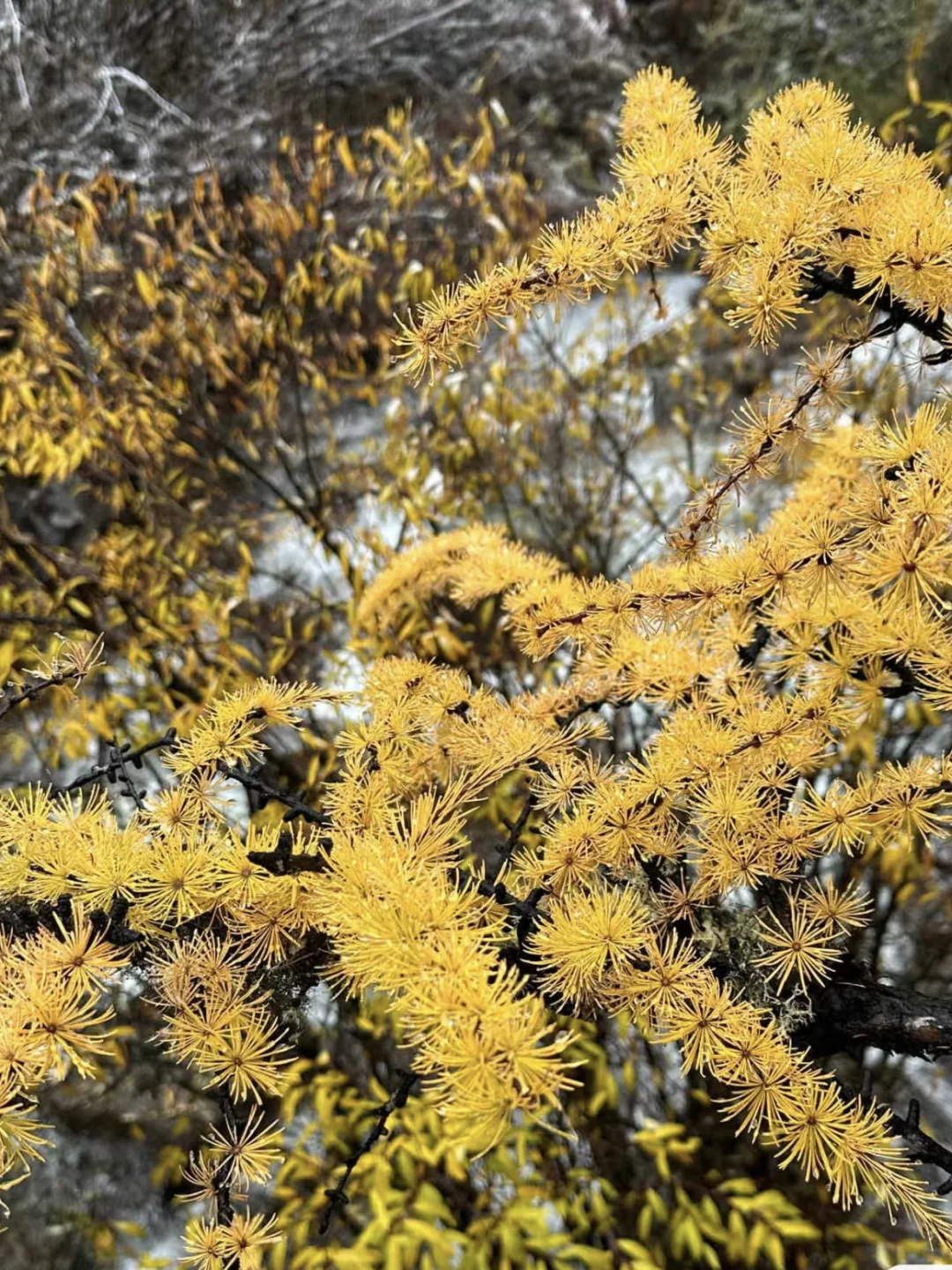 10.24稻城亚丁下雪了！❄️今日实况，附攻略