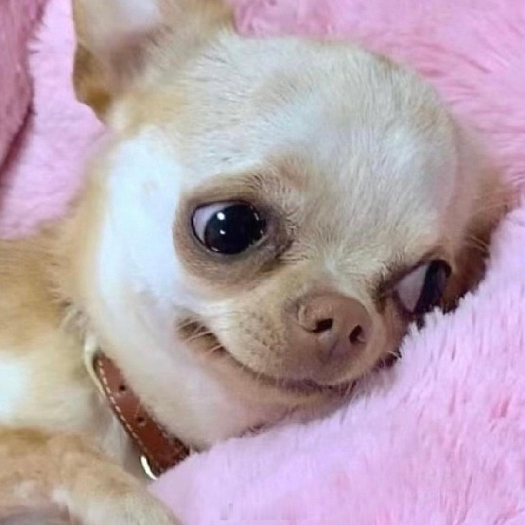 看九门想养狗的欲望达到了顶峰九门 不止剧情吸引人，小狗带来的温情片段，反复看好几