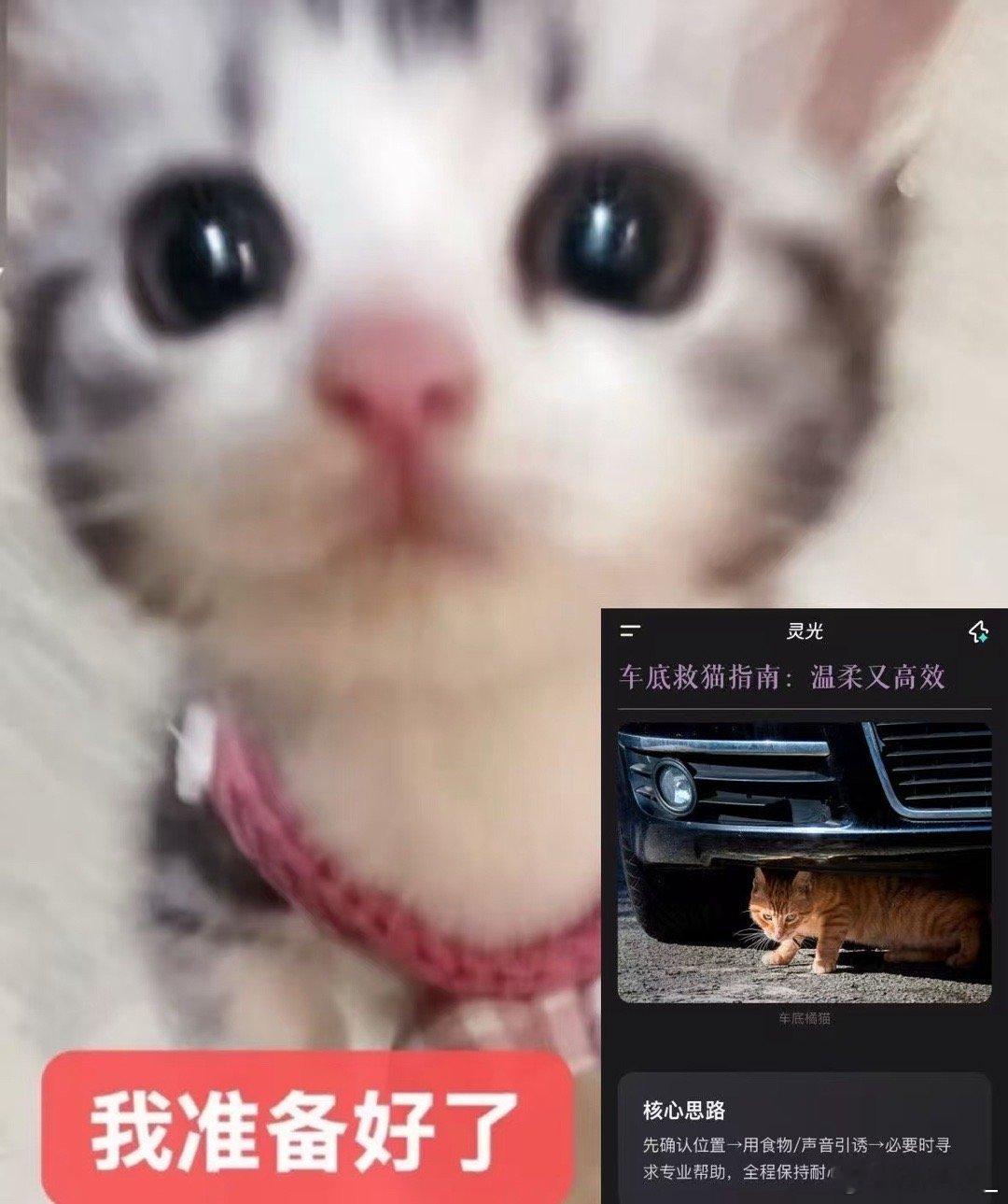 冬天对于流浪猫来说有多难 别看小猫看着机灵，冷极了根本顾不上躲人。开车前花30秒