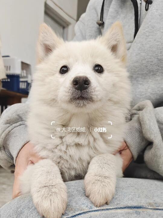 白土松妹妹像白狐吗？不像我删了。