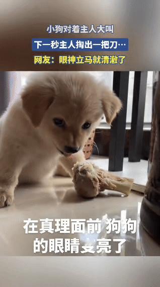 小狗护食记：菜刀一出，眼神秒变“清纯大学生”
 
这只小狗正抱着大骨头啃得忘乎所