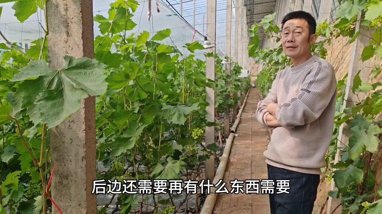 1️⃣转色关键：控制氮肥、增施钾肥是重点。从开花后就开始追肥，膨果期可结合水肥施