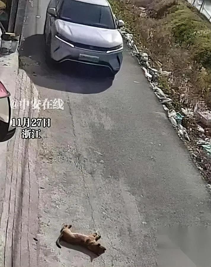 开车轧狗？视频惊现反转！

浙江街头一幕引发热议：司机遇狗狗躺路中睡觉，按喇叭无