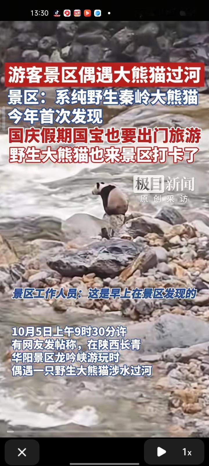10月5日，汉中市洋县。网友发帖称，在华阳景区游玩时，遇到一只野生大熊猫涉水过河