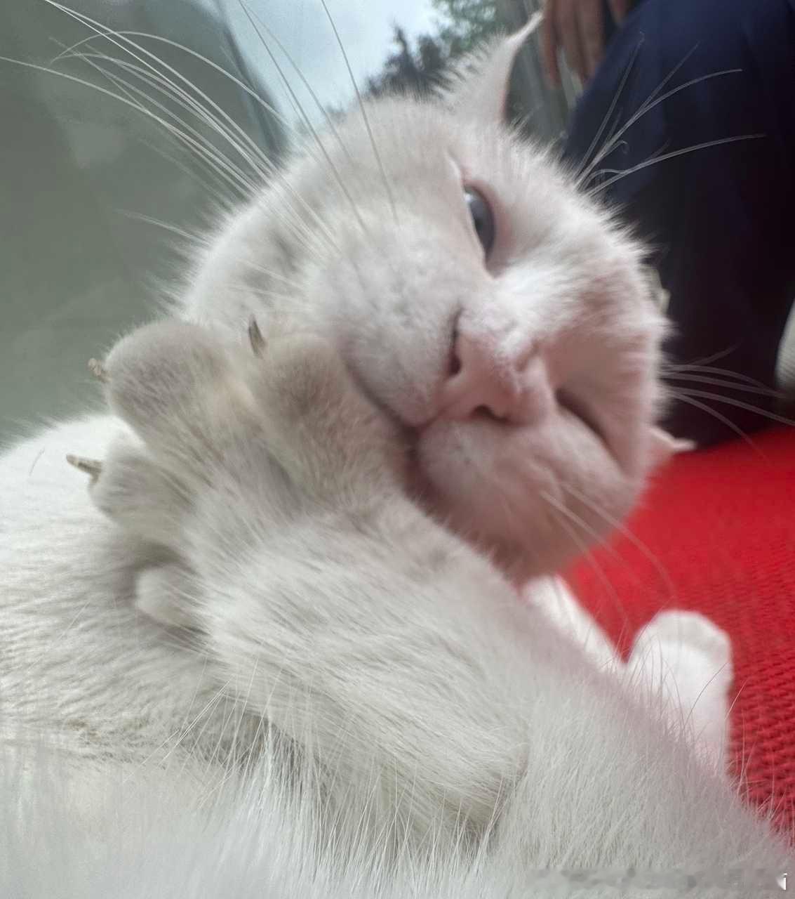49266【丑猫】不丑不要钱！ 