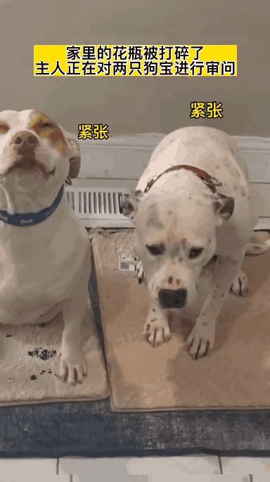 谁做了坏事，就是一目了然。一眼望过去就清楚了。