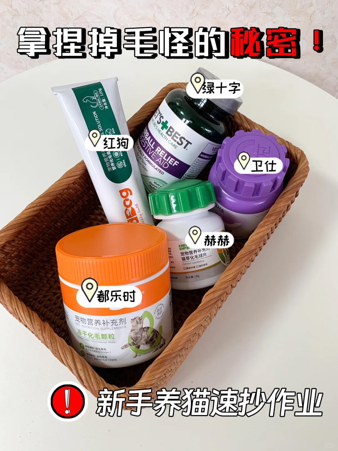 新手养猫速抄作业!养出健康小猫化毛是关键！