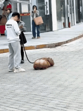有养狗的，有养猫的，真没有想到，还有养水豚的，这东西能当宠物养吗？这东西允许个人