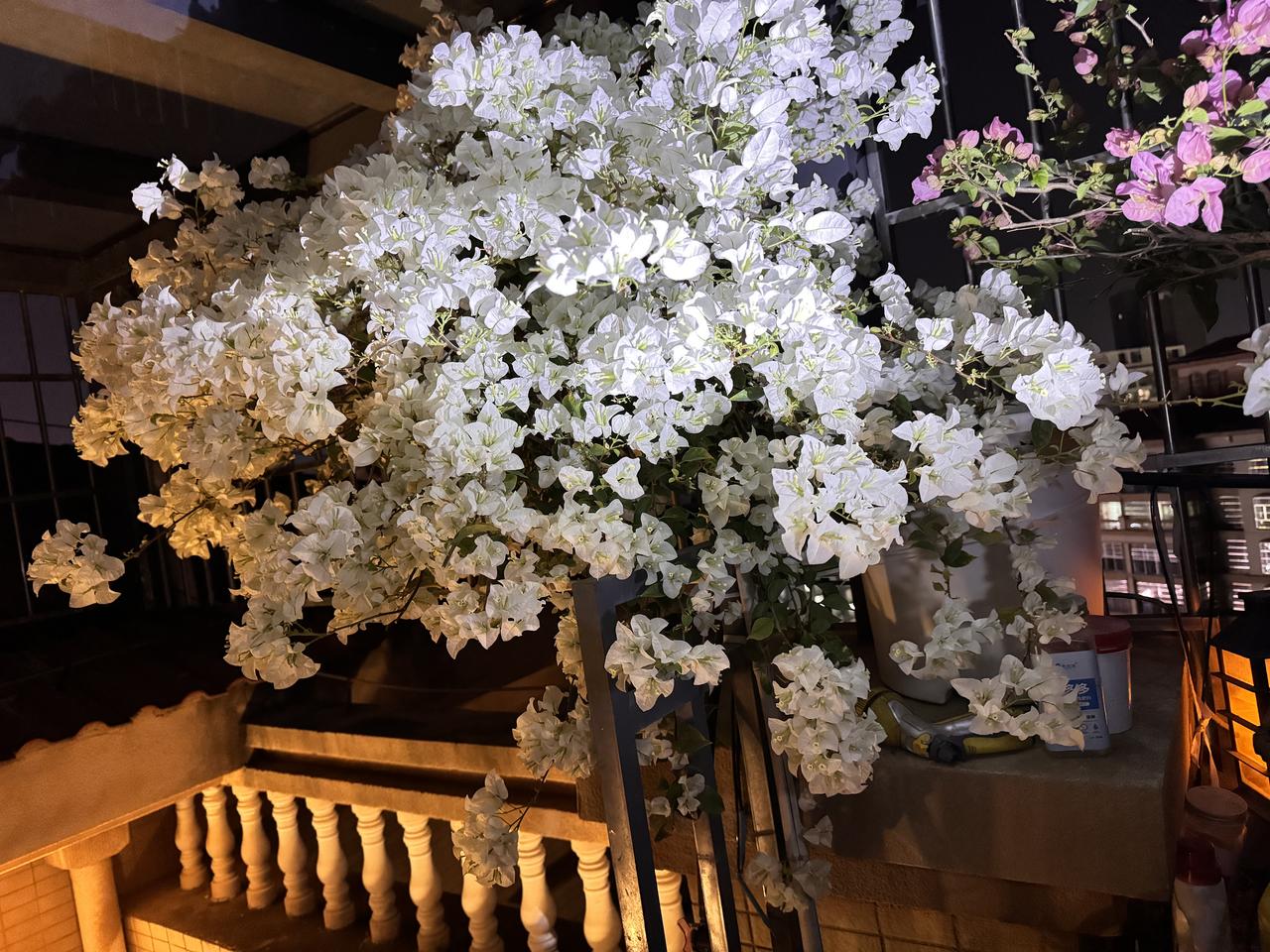 可以分享你手机里拍摄的花朵照片吗我的白雪公主三角梅，真的太美了在灯光下！[呲牙]