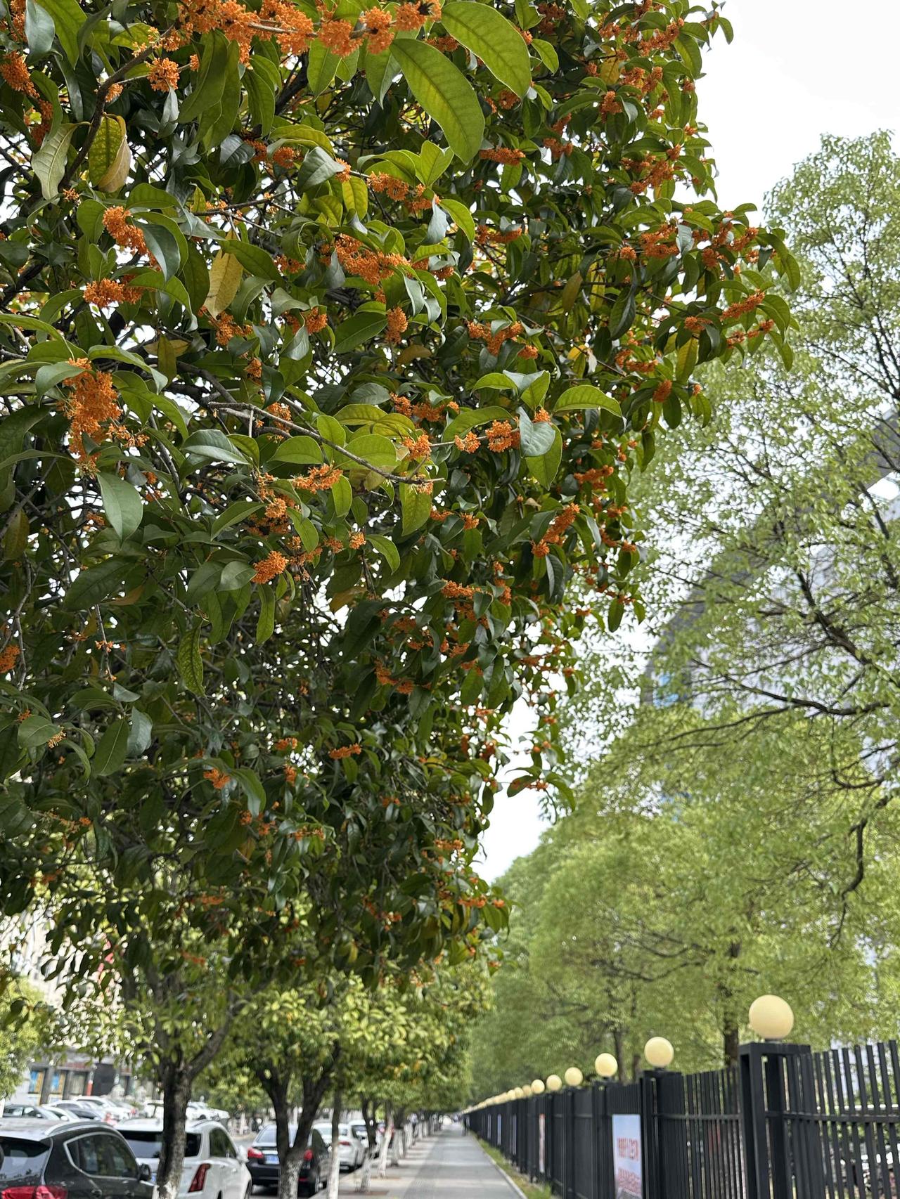 闺蜜说，昨日晚餐是在外面吃的。既不是别人请客，也不是自己单独请别人，而是年级组办