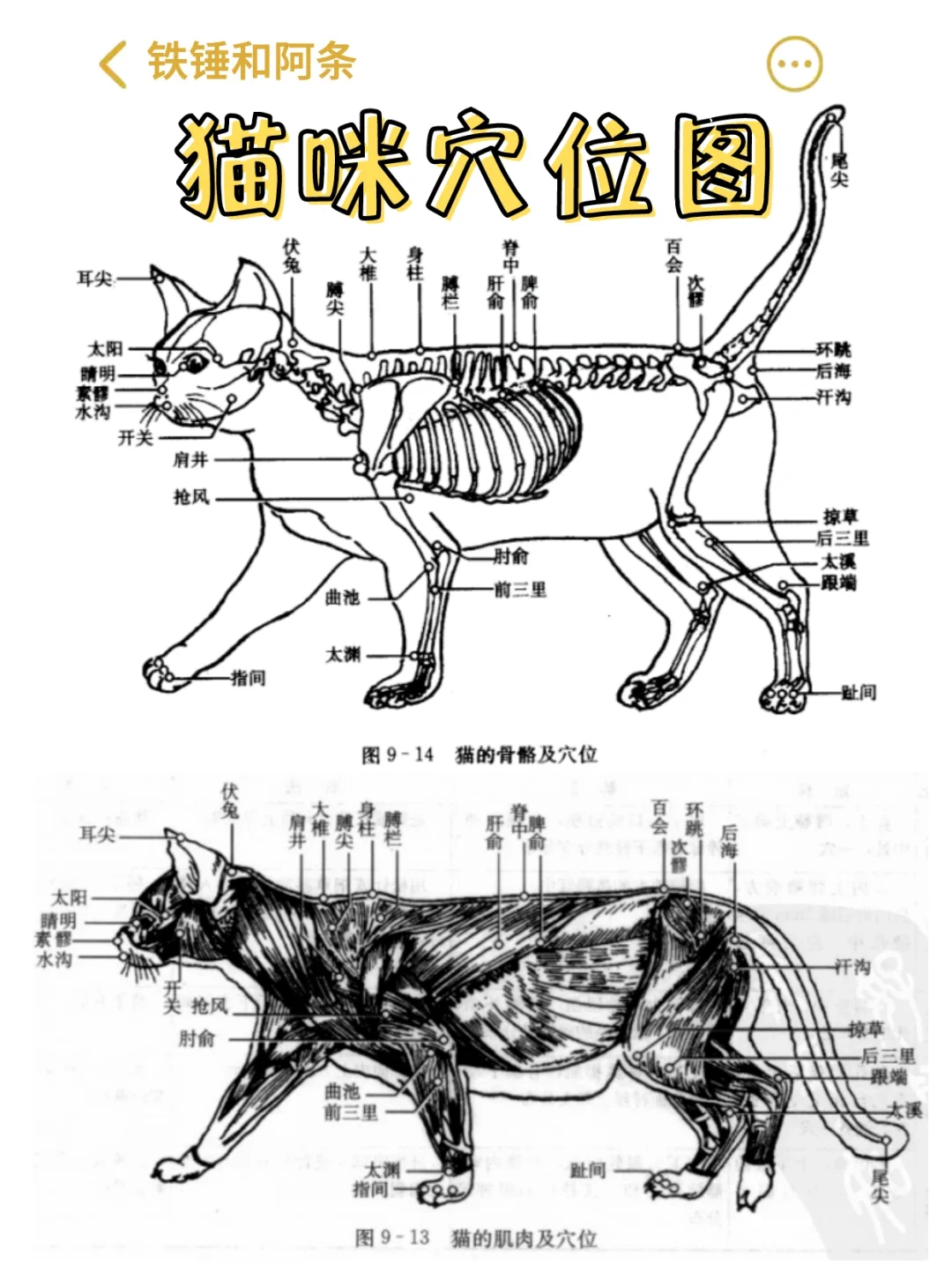 《中兽医学·针灸篇》里的猫咪穴位详解