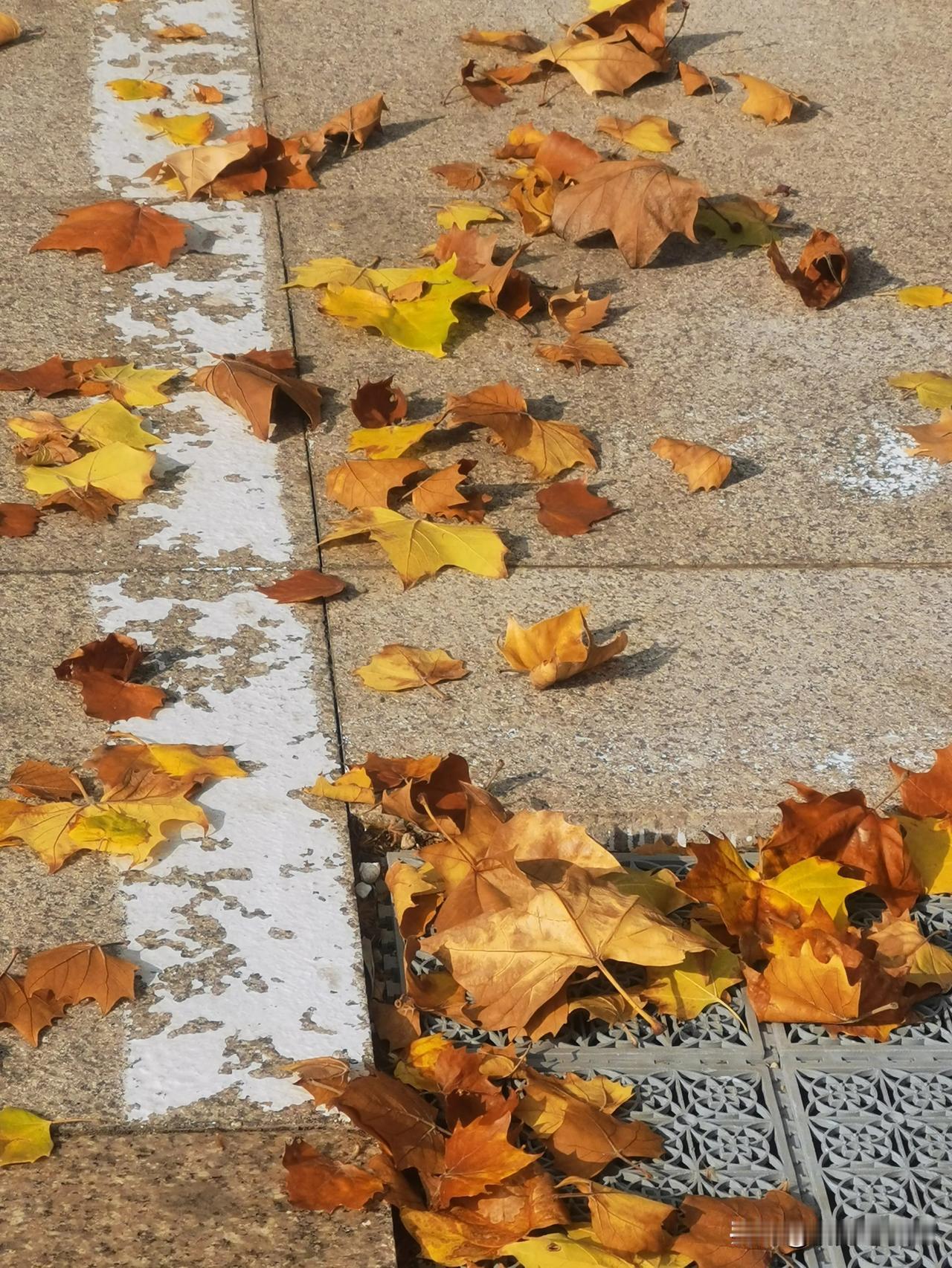 
片片黄叶地上躺，
秋风频刮天气凉。
瓜果飘香已渐远，
冰天雪地将上场。