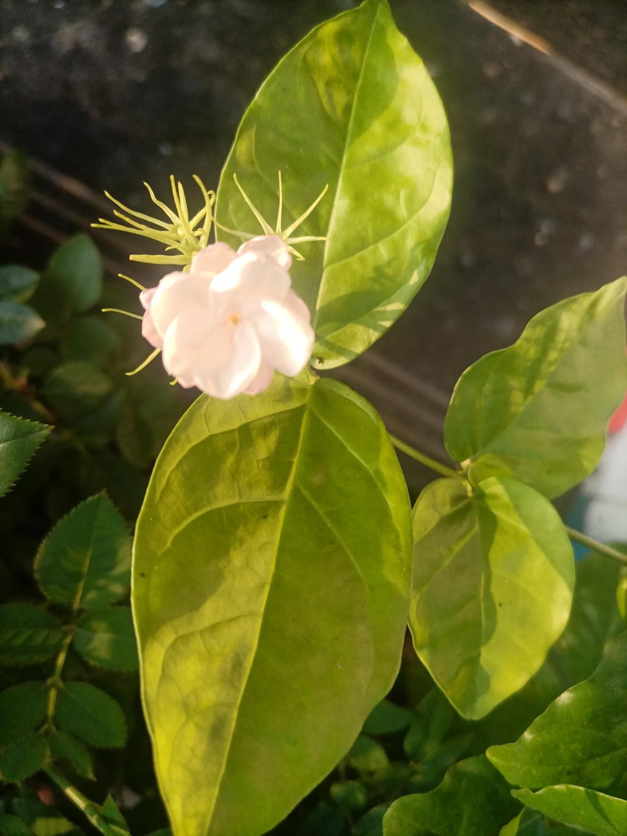 【夏之韵·夏日清香的一朵茉莉花】夏日生活打卡季
手机摄影：夏日清香的一朵茉莉花。