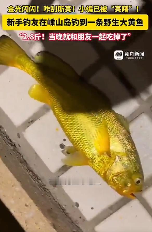“运气太好了！”9月12日报道，浙江舟山，一女子去钓鱼，她刚把鱼竿放下不久，水里