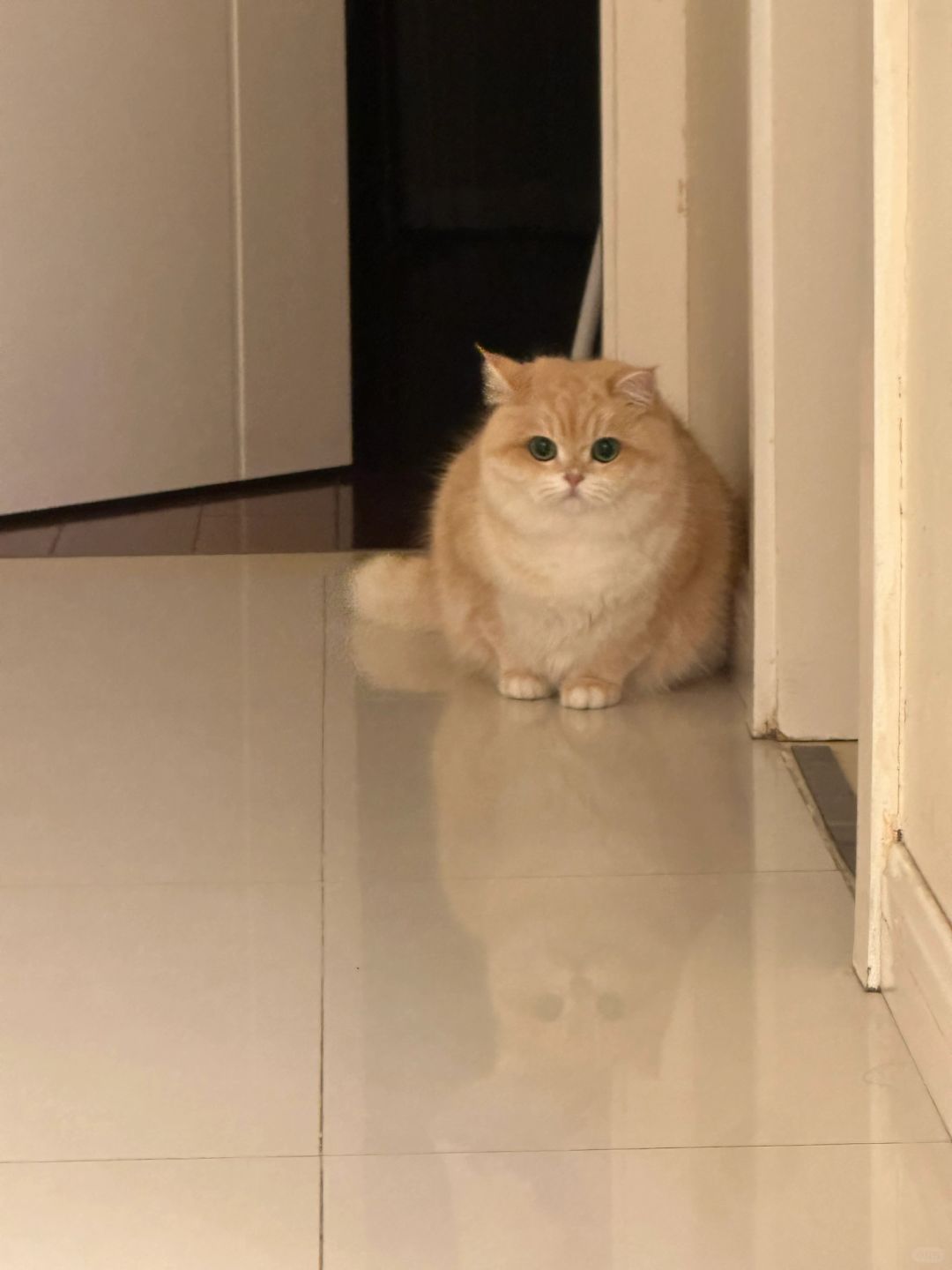 弱小 可怜 肥胖