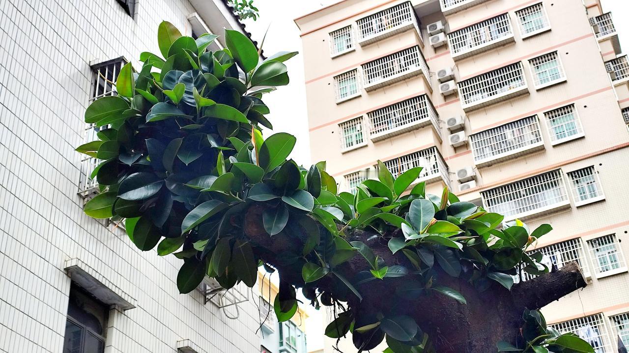 这颗树，之前被锯断了，原本以为它可能活不了了，没想到它又悄悄的发芽了。