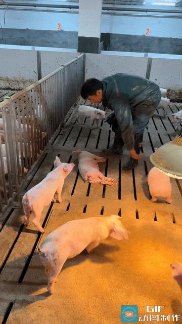 “哈哈，笑不活了”近日广东发生了一件让人捧腹大笑的事，一只猪仔因为睡得太沉，饲养