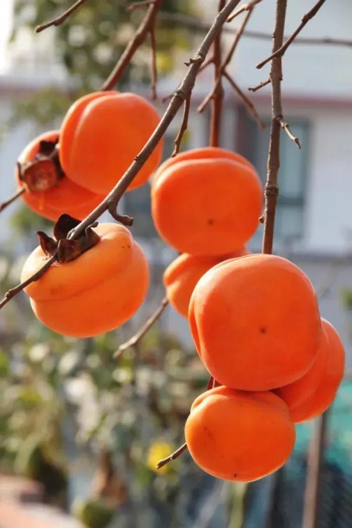 天净沙•浅冬吟趣
方芳



风催野菊飘香，径幽青竹摇窗。软柿枝头抱墙。柴门相傍
