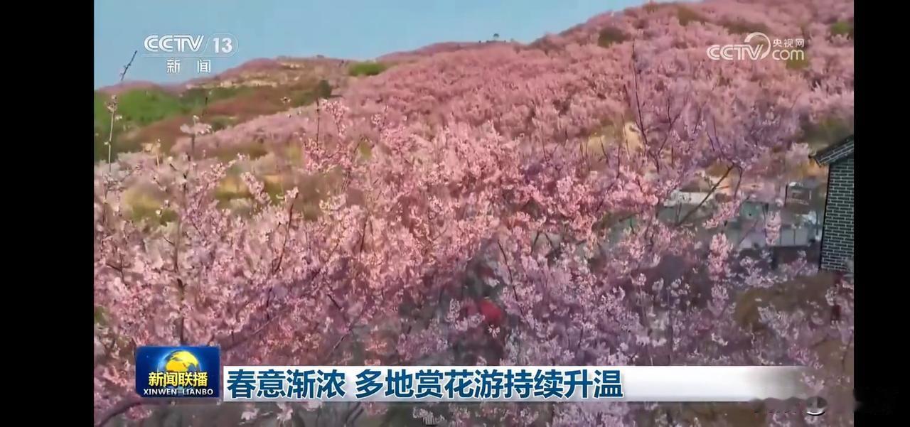 春意渐浓，多地赏花游持续升温，快来一起感受大自然的美好！🌸🌸🌸