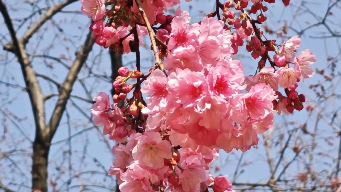 🔥美炸！圆通山樱花海棠齐开，昆明人速赴粉色浪漫。春城顶流浪漫上线！圆通山樱花、