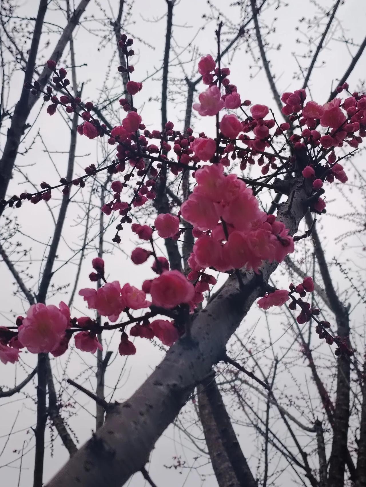 晒图笔记大赛桃花盛开时，不仅绚烂了山野，也点亮了人们心中对美好生活的向往。