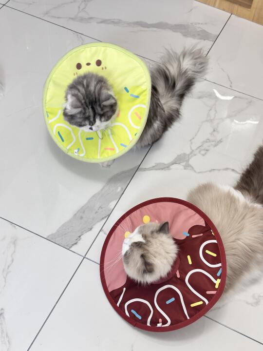 猫咪舒适生活 猫咪日常