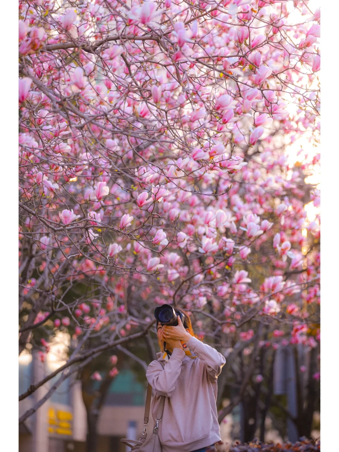 苏州春天最后的玉兰花~再不冲就要等一年！