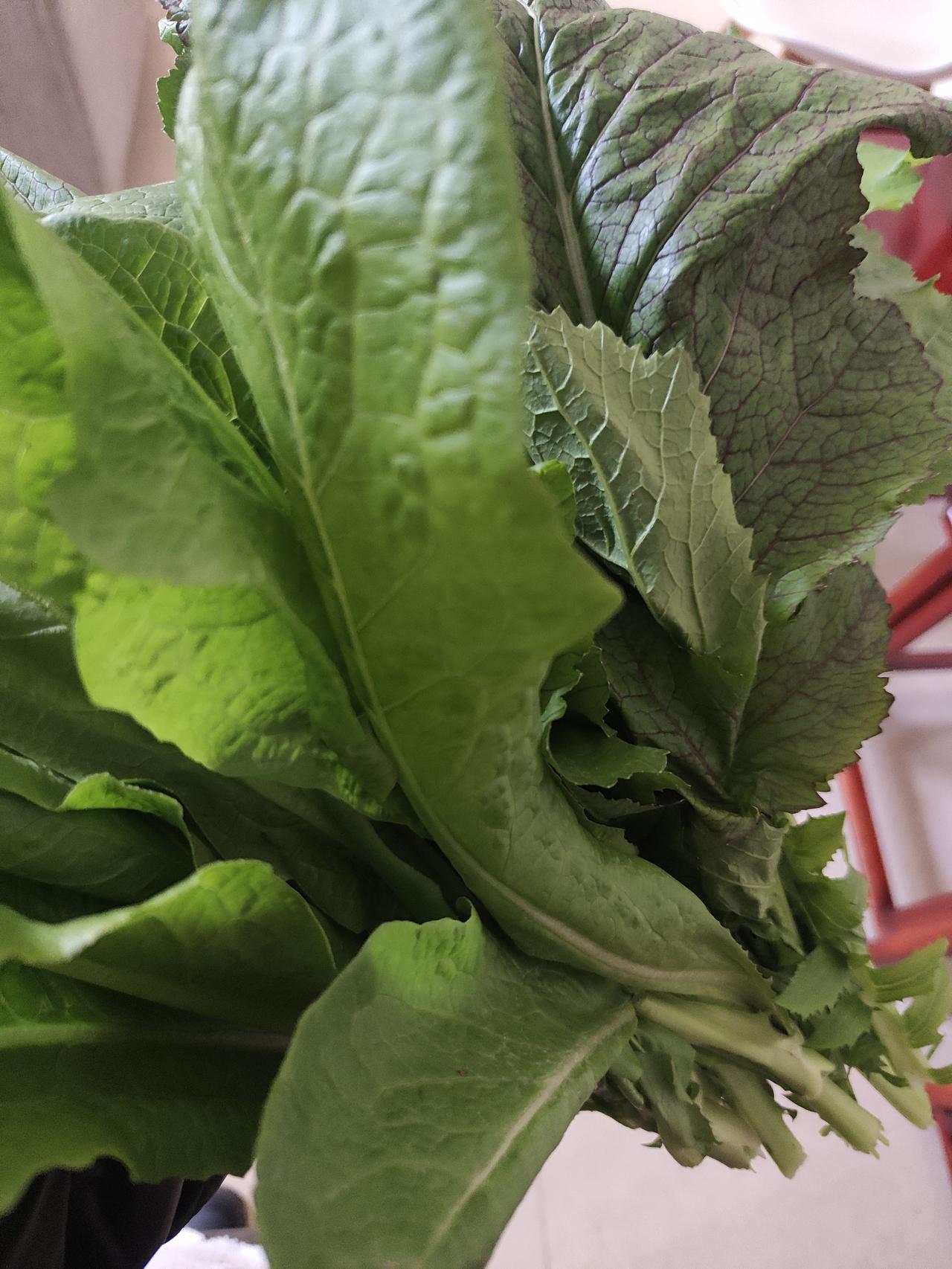 现在的我强的可怕，在种菜方面！

自从近两年我自己开始种菜，几乎都很少在外面买青